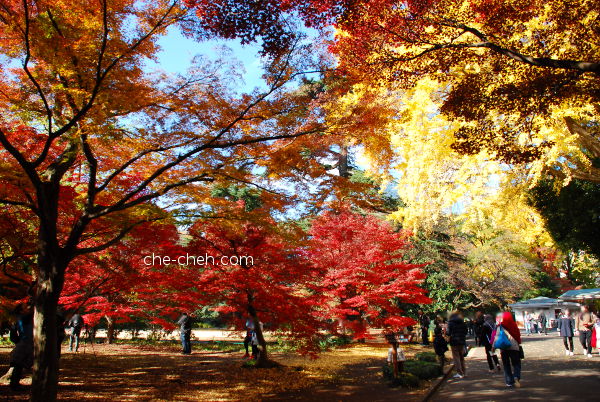 Maple Trees Viewing @ Shinjuku Gyoen, Tokyo